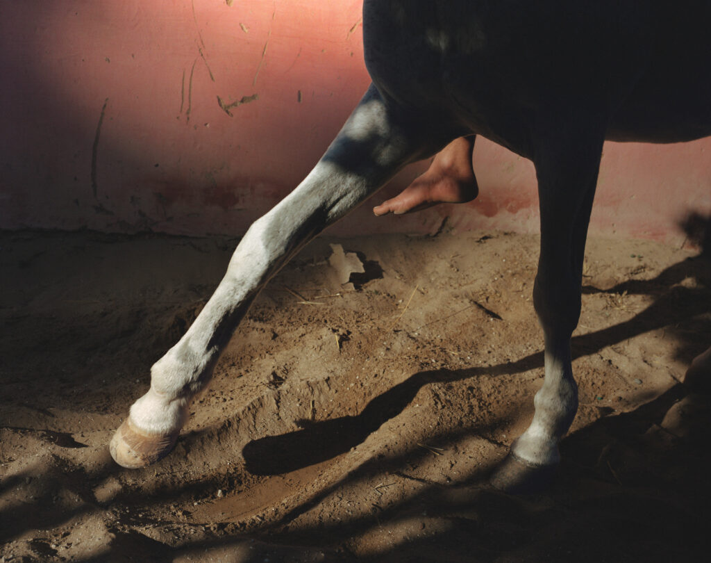 © Sophie Ebrard - THEY ARE NOT AFRAID OF RIDING STALLIONS 11