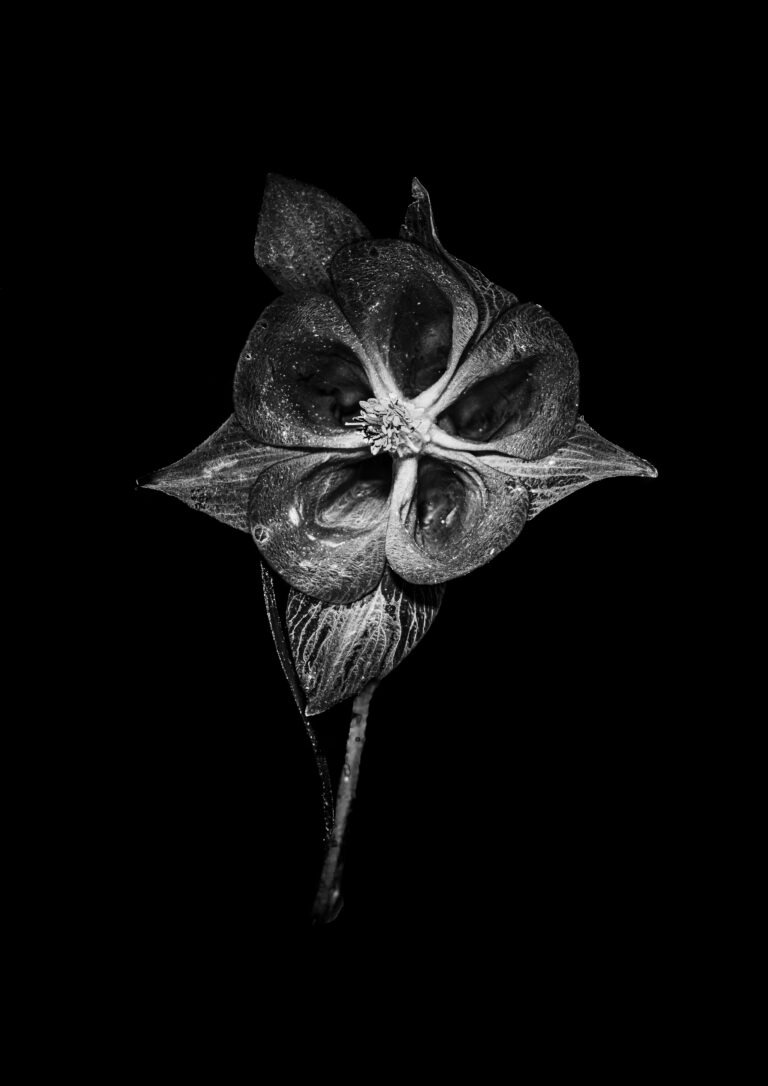 © Craig Bennett_Beacons – Illuminating Nature's Hidden Pathways_British Iris
