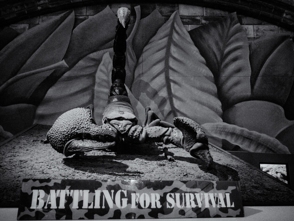 © Carol Allen-Storey, 'Battling for Survival'